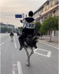 男子骑鸵鸟上街很拉风，警方回应直接教育